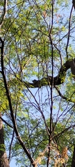 Iguana iguana