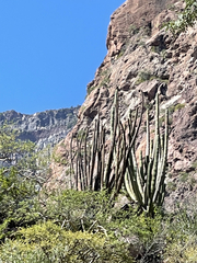 Stenocereus thurberi