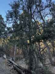 Juniperus deppeana
