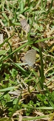 Zizeeria knysna knysna