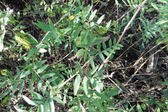 Vicia biennis