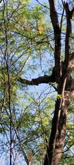 Iguana iguana