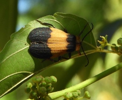 Lycus sallaei