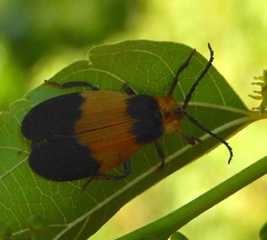 Lycus sallaei