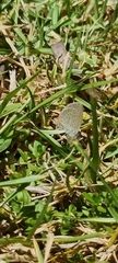 Zizeeria knysna knysna