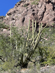 Stenocereus thurberi