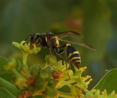 Myrapetra