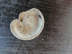 Pleurotus calyptratus