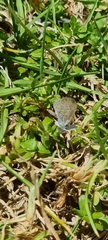 Zizeeria knysna knysna