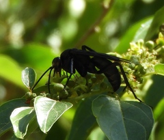 Pepsis mexicana