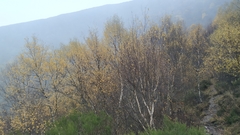Betula pendula