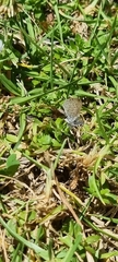 Zizeeria knysna knysna