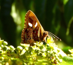 Anteros carausius carausius