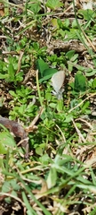 Zizeeria knysna knysna
