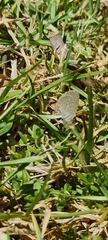 Zizeeria knysna knysna
