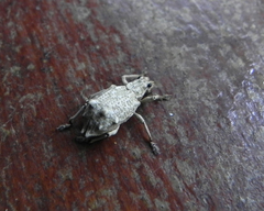 Platyomus