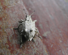 Platyomus
