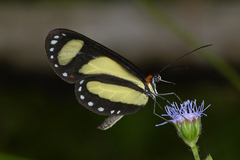 Scada zibia xanthina