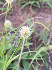 Cyperus cristatus
