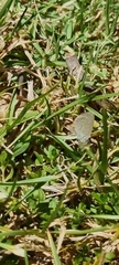 Zizeeria knysna knysna