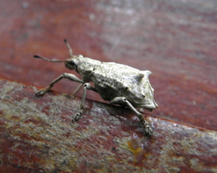 Platyomus