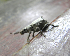 Platyomus