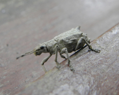 Platyomus