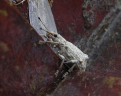 Platyomus