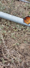 Danaus chrysippus orientis