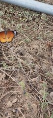 Danaus chrysippus orientis