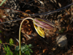 Tulipa