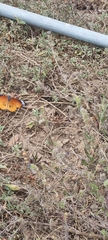 Danaus chrysippus orientis