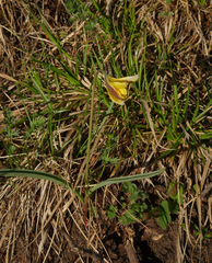 Tulipa