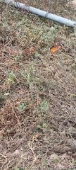 Danaus chrysippus orientis