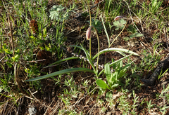 Tulipa