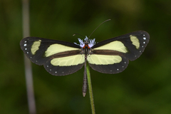 Scada zibia xanthina