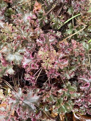 Heuchera sanguinea