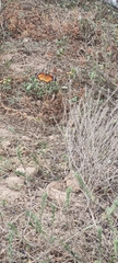 Danaus chrysippus orientis