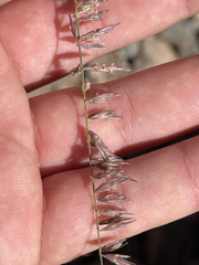Bouteloua reflexa