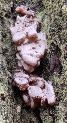 Dendroctonus