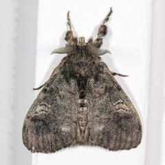 Dasychira vagans