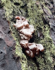 Dendroctonus
