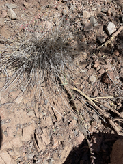 Bouteloua reflexa