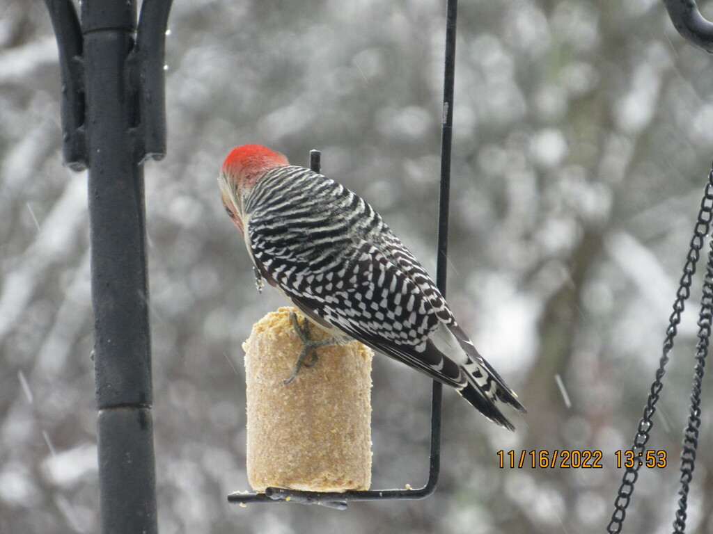 Red bellied woodpecker from sheldon vt usa on november 16 2022 at 01
