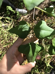 Erythrina herbacea