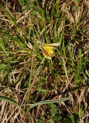 Tulipa