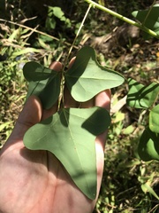Erythrina herbacea
