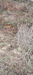 Danaus chrysippus orientis