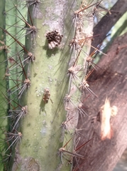 Vespidae