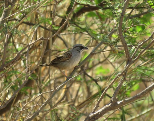 Yungas Sparrow (Rhynchospiza dabbenei), photo 10